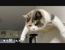 猫もか気絶してない？