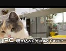 気を引くネコ