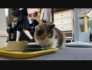 じゃこ食べた猫