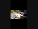 近づいてきた野良猫が大音量のゴロゴロサウンドでびびった#Shorts【野良猫】【感動猫】
