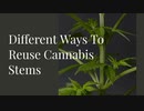 Different_Ways_To_Reuse_Cannabis_Stems