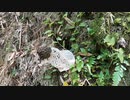 竹林の女王キヌガサタケ