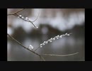【NNIオリジナル】Nekoyanagi