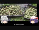 ゆっくり農民189ソラマメを育ててみませんか？♯5