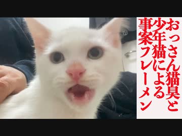 おっさん猫と少年猫の事案フレーメン再び