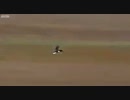 鳥が墜落ｗ
