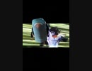 イライラする朝に見たい動画