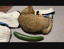 きゅうりスタンバイ