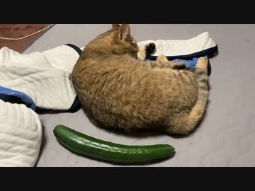 きゅうりスタンバイ