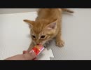 初めてのチュールに大興奮する子猫はこちら