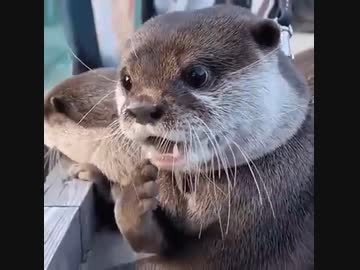 ホモと見る　主婦の驚き方をするカワウソ