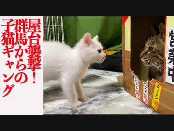 群馬からの子猫ギャング、猫うどん屋台を地上げする