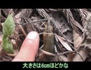 ミヤマカミキリを眺めるだけ