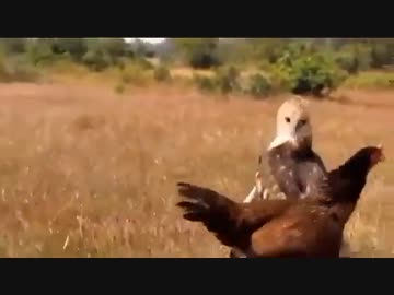 ホモと見る鶏VS鷹