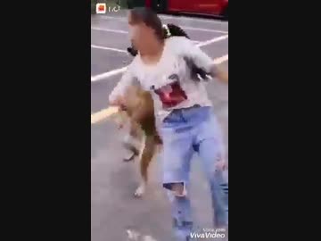 ホモと見る　犬の踊り