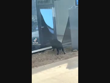 ホモと見る　最後のガラスをぶち破る羊