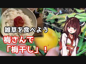 【思い切って野草を食べてみよう】#76 梅さんで「梅干し」！
