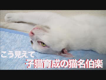 ウチューネコvsグンマーコネコ、猫授業で珍妙継承する