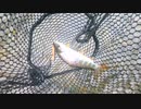 【渓流釣り】年券が増えた【西伊豆・仁科川】