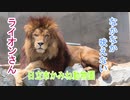 なかなか吠えないライオンさん(日立市かみね動物園)