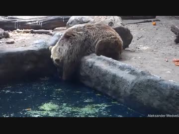 ホモと見る　カラスを助けるぷーさん