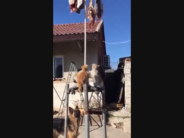 ホモと見る　おさかな咥えたどら猫