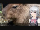 【小春六花】六花ちゃんがカピバラ見るだけ【CeVIO AI】