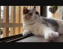 三毛猫モカちんは虫さんを追い込むのか？