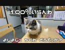 三毛猫モカちんそっけない！本当に！