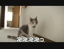 三毛猫モカちん３倍になった？