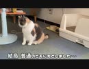 三毛猫モカちんは（ひも）十分なことがわかった！！