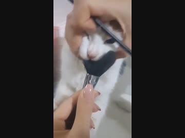 ホモと見る　絶対離さない猫