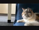 三毛猫モカちんは疲れている！！