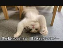 三毛猫モカちんオーラをみせつける？