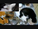 今週のおやつ（本隊）【蒼民家の猫々】※お知らせあり