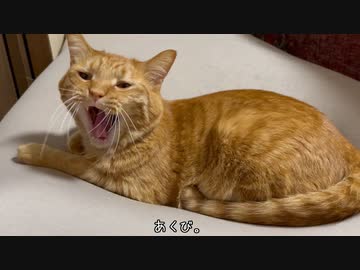 明け方の猫たち