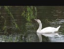 河口湖のハクチョウ2