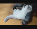 PCの電源を狙って壊そうとしてたのでUSBコードを生贄に差出した