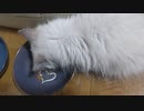 普通の子猫の２．５倍食べる、フードファイターのラグドールｗ