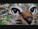 【第23回】お散歩猫と牛乳とごパン