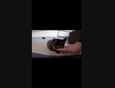 猫神社のサビ猫が警戒している・・・！？#Shorts【野良猫】【感動猫】