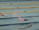 100 butterfly  (yoh)