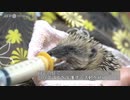 野生ハリネズミの保護シェルター 仏パリ郊外