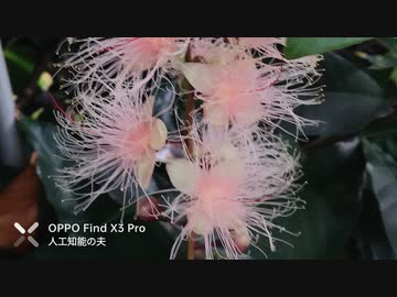 サガリバナ開花タイムラプス♪