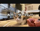 猫モカちんがへたくそ～連発！