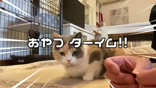 猫モカちんがへたくそ～連発！