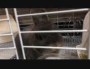 【うさぎ】朝ごはんが待ち遠しくて勢いが強い毛玉【毛玉】