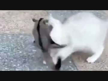 ホモと見る　猫の顔に張り付いて見事にやり過ごすフクロモモンガ