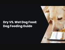 Dry VS. Wet Dog Food Dog Feeding Guide