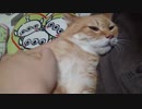 拾いねこ＠生後3658/3625日目　今月の爪切り～。